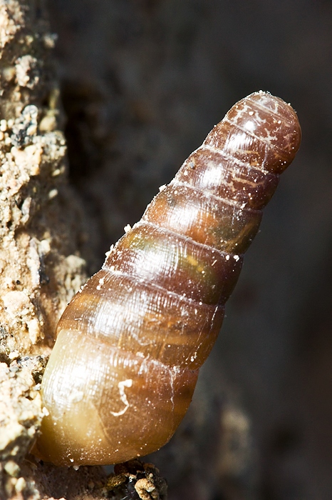 Rumina decollata - Malta